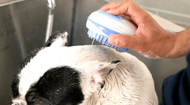 Massage Pet Grooming Wash Brush 3 in 1 Dog Massage Pet Grooming Wash Brush 3 in 1 - Image 4