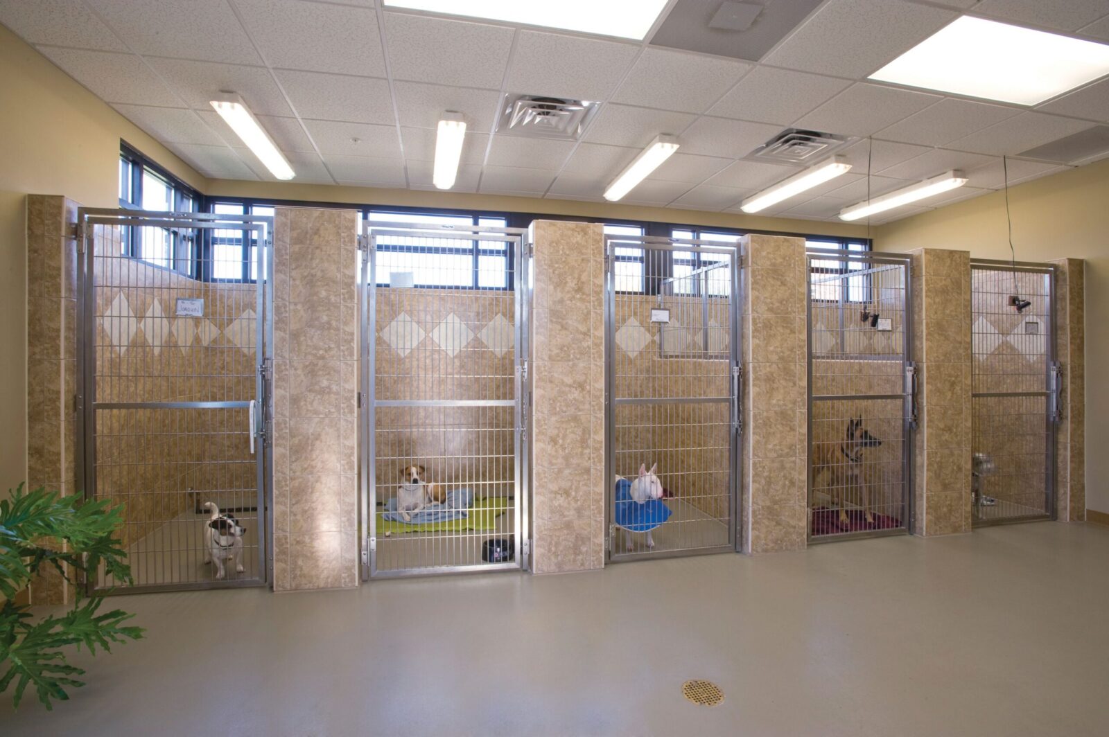 What to Look Out For When Choosing The Boarding Kennel For Your Pet When Going Off on Vacation