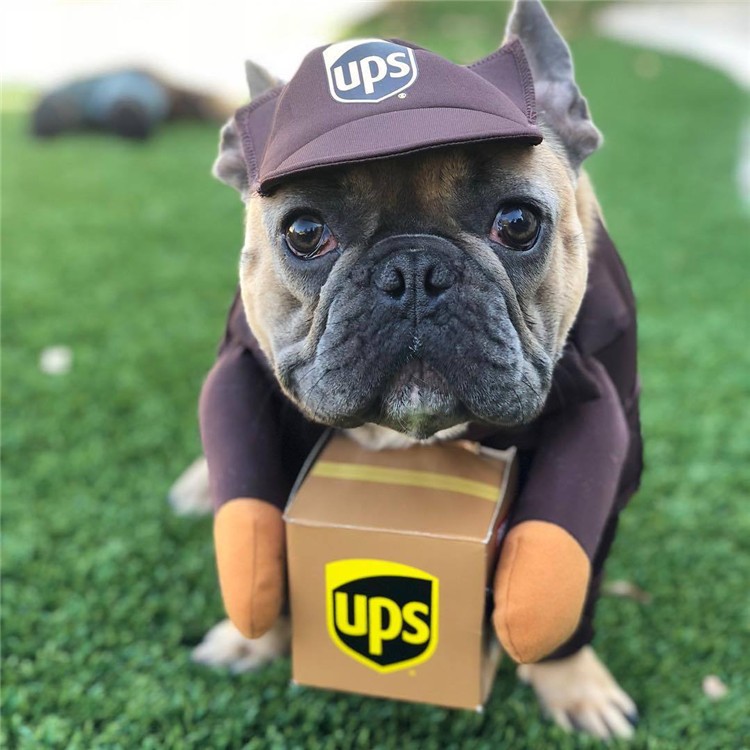 TD UPS Dog Costume Apparel TD UPS Dog Costume - Image 2