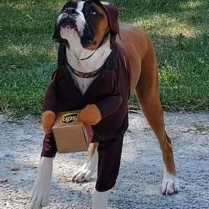 TD UPS Dog Costume