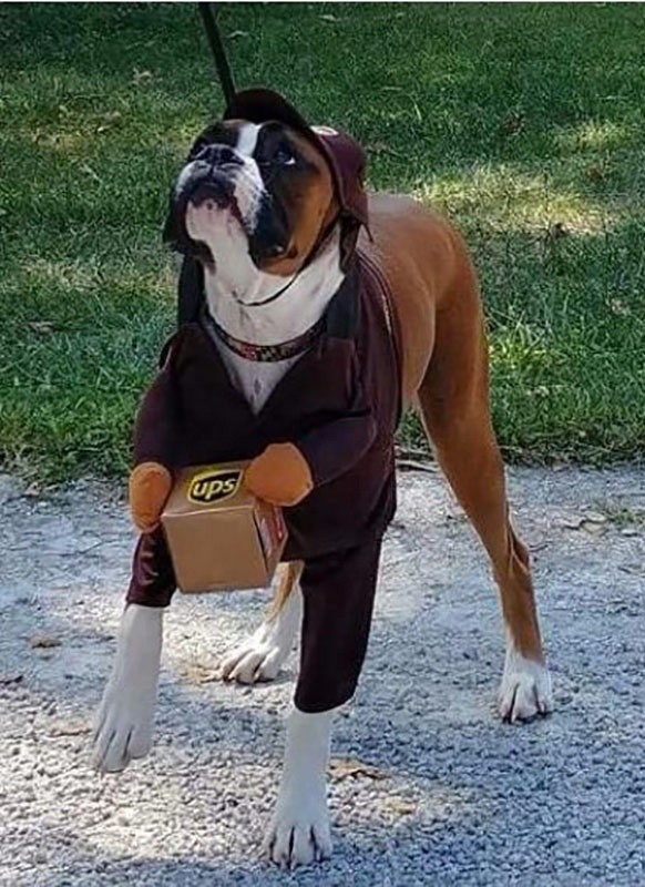 TD UPS Dog Costume Apparel TD UPS Dog Costume