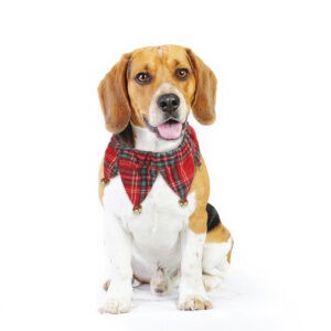TD Christmas Pet Collar with Bells