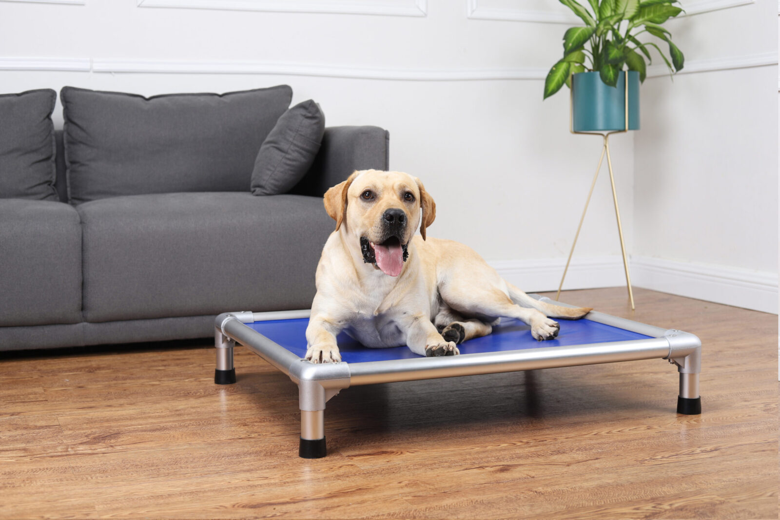 TD Durable Elevated Aluminium Frame Pet Bed Bed & Sofa TD Durable Elevated Aluminium Frame Pet Bed