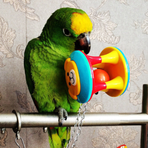 TD Colourful Hanging Jingle Square Toy Bird Cage, Bird Food, Health & Accessories TD Colourful Hanging Jingle Square Toy