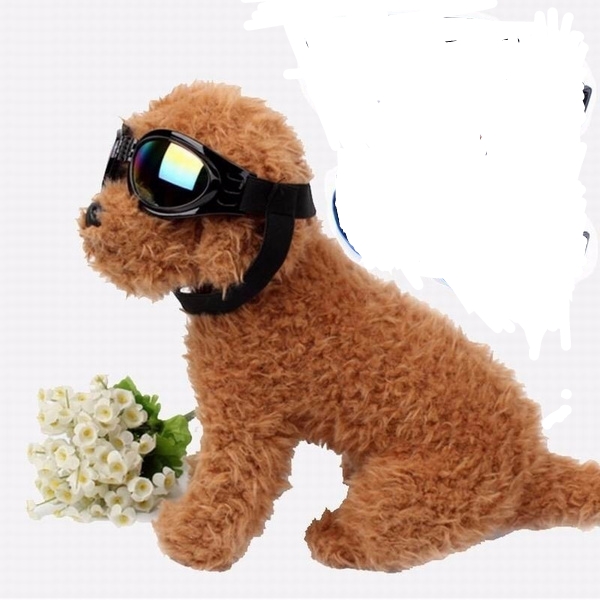 TD Pet Eyewear Apparel TD Pet Eyewear - Image 7