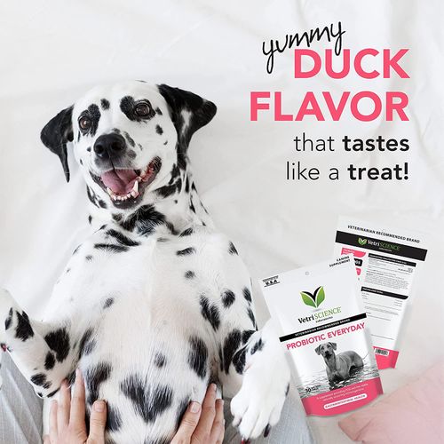 Vetri Probiotic Everyday Dog Chews Dog Vetri Probiotic Everyday Dog Chews - Image 5