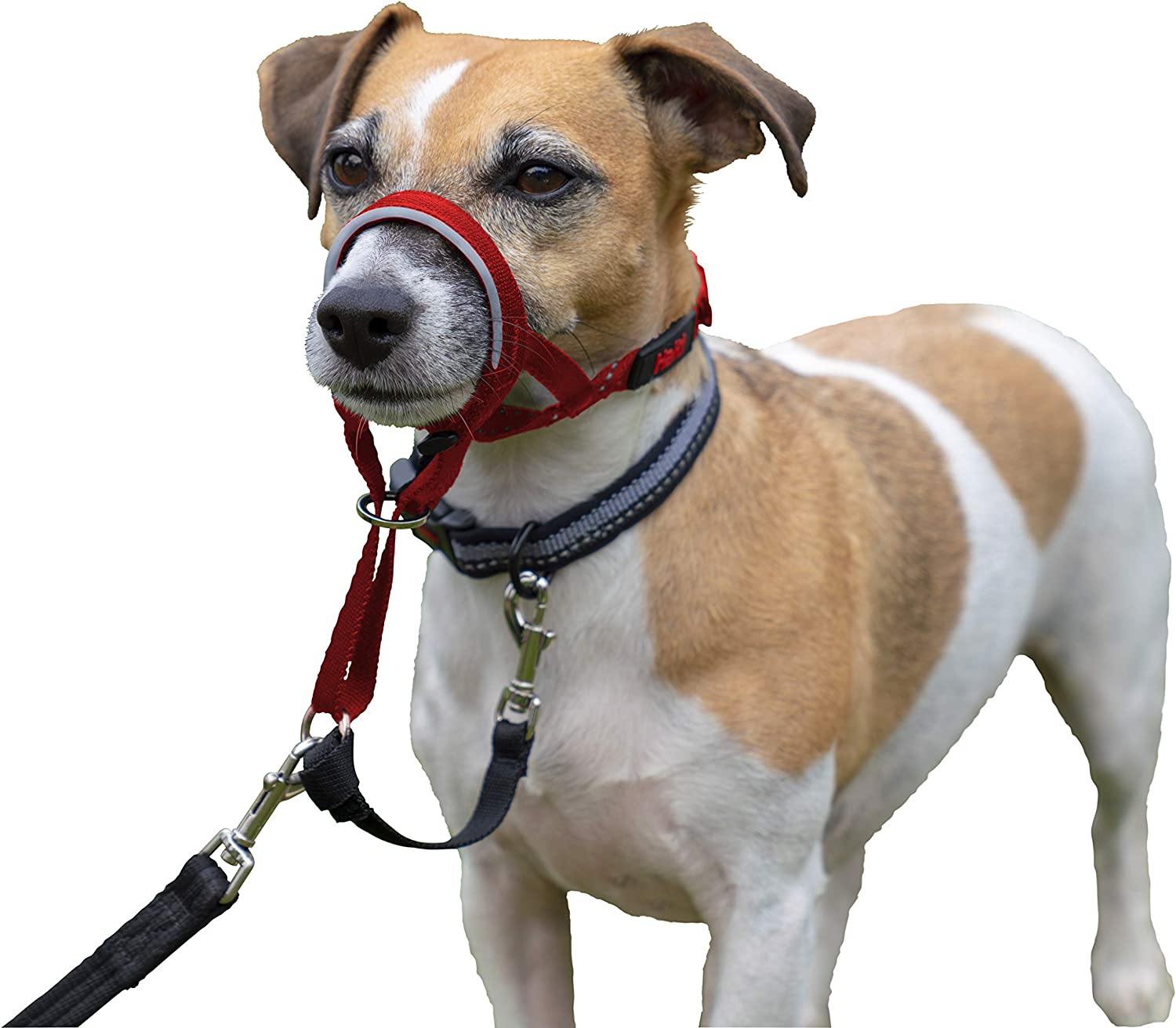 Halti Headcollar Collar Halti Headcollar - Image 2
