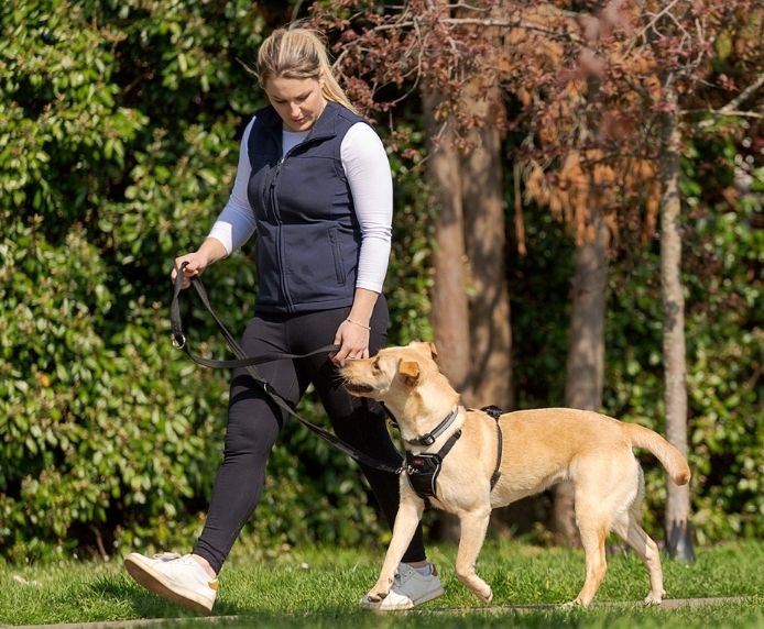 Halti No Pull Harness Medium Dog Halti No Pull Harness Medium - Image 3
