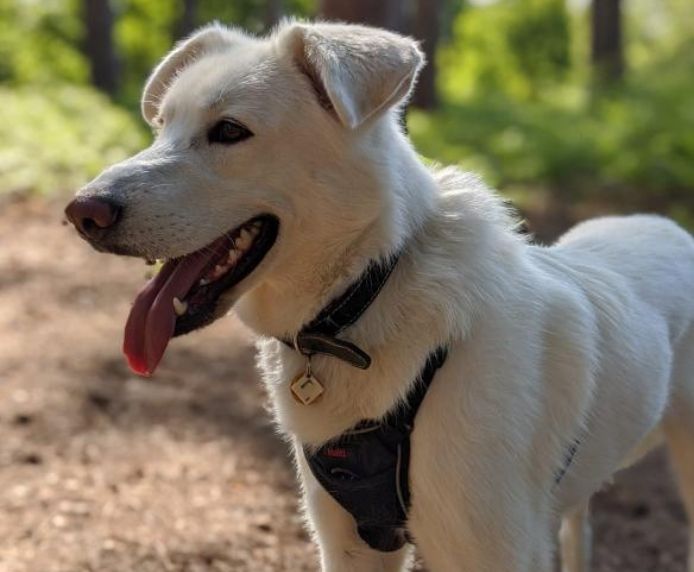 Halti No Pull Harness Medium Dog Halti No Pull Harness Medium - Image 5