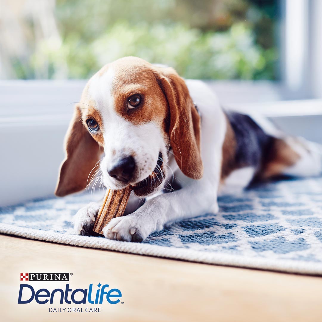 Dentalife Small Dog Dental Chew 7 stick 115g Dog Dentalife Small Dog Dental Chew 7 stick 115g - Image 5