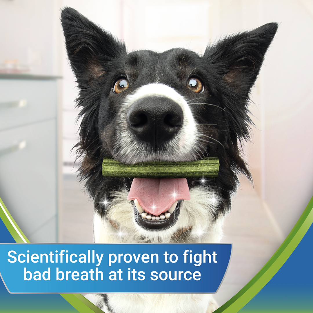 DENTALIFE ActivFresh Medium Dog Treat Dental 5 Sticks Dog DENTALIFE ActivFresh Medium Dog Treat Dental 5 Sticks - Image 8
