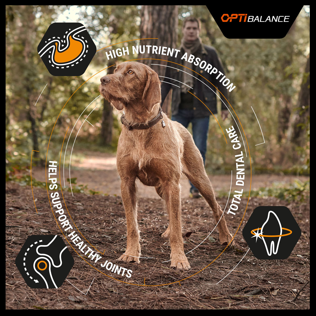 Pro Plan Dog Small & Mini Adult with OPTIBALANCE Chicken Dry Food 3kg Dog Pro Plan Dog Small & Mini Adult with OPTIBALANCE Chicken Dry Food 3kg - Image 4