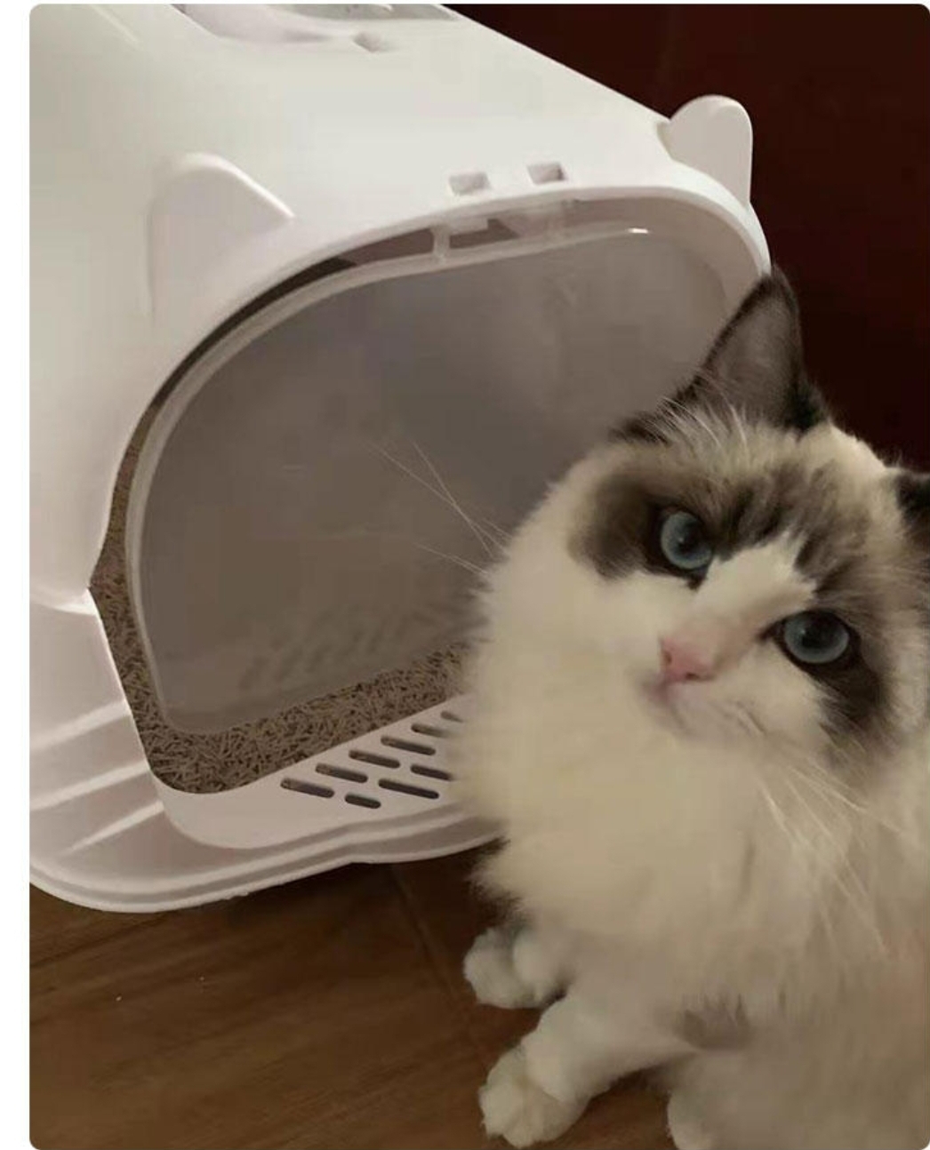 TD Fully Enclosed Cat Litter Box XLarge Cat TD Fully Enclosed Cat Litter Box XLarge - Image 15