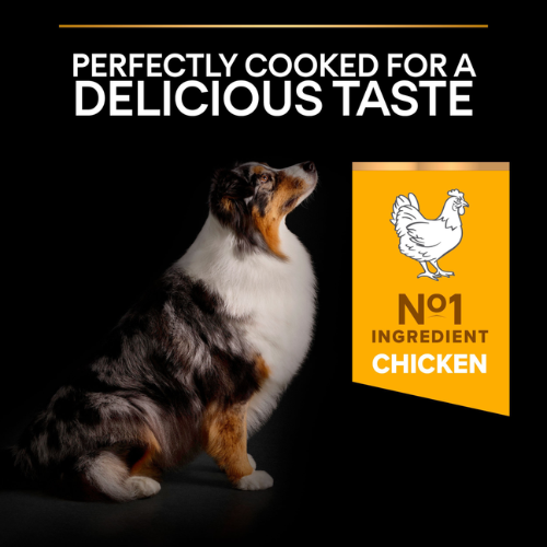 Pro Plan Dog Medium & Large Adult 7+ with Optiage Chicken Dry Food 3kg Dog Pro Plan Dog Medium & Large Adult 7+ with Optiage Chicken Dry Food 3kg - Image 3