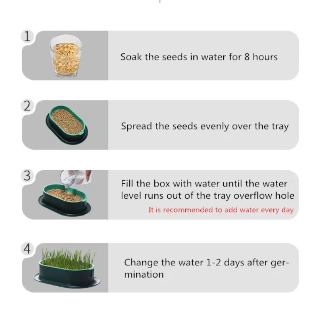 TD Hydroponic Plant Cat Grass Kit Bowls TD Hydroponic Plant Cat Grass Kit - Image 3