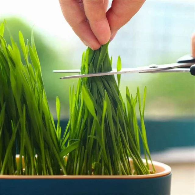TD Hydroponic Plant Cat Grass Kit Bowls TD Hydroponic Plant Cat Grass Kit - Image 5