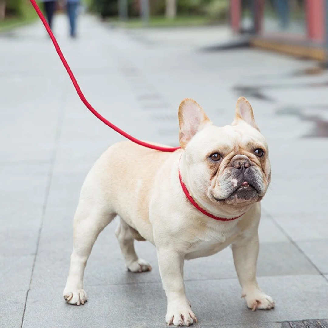 Slip On Rope Training Leash 1x140cm Dog Slip On Rope Training Leash 1x140cm - Image 8