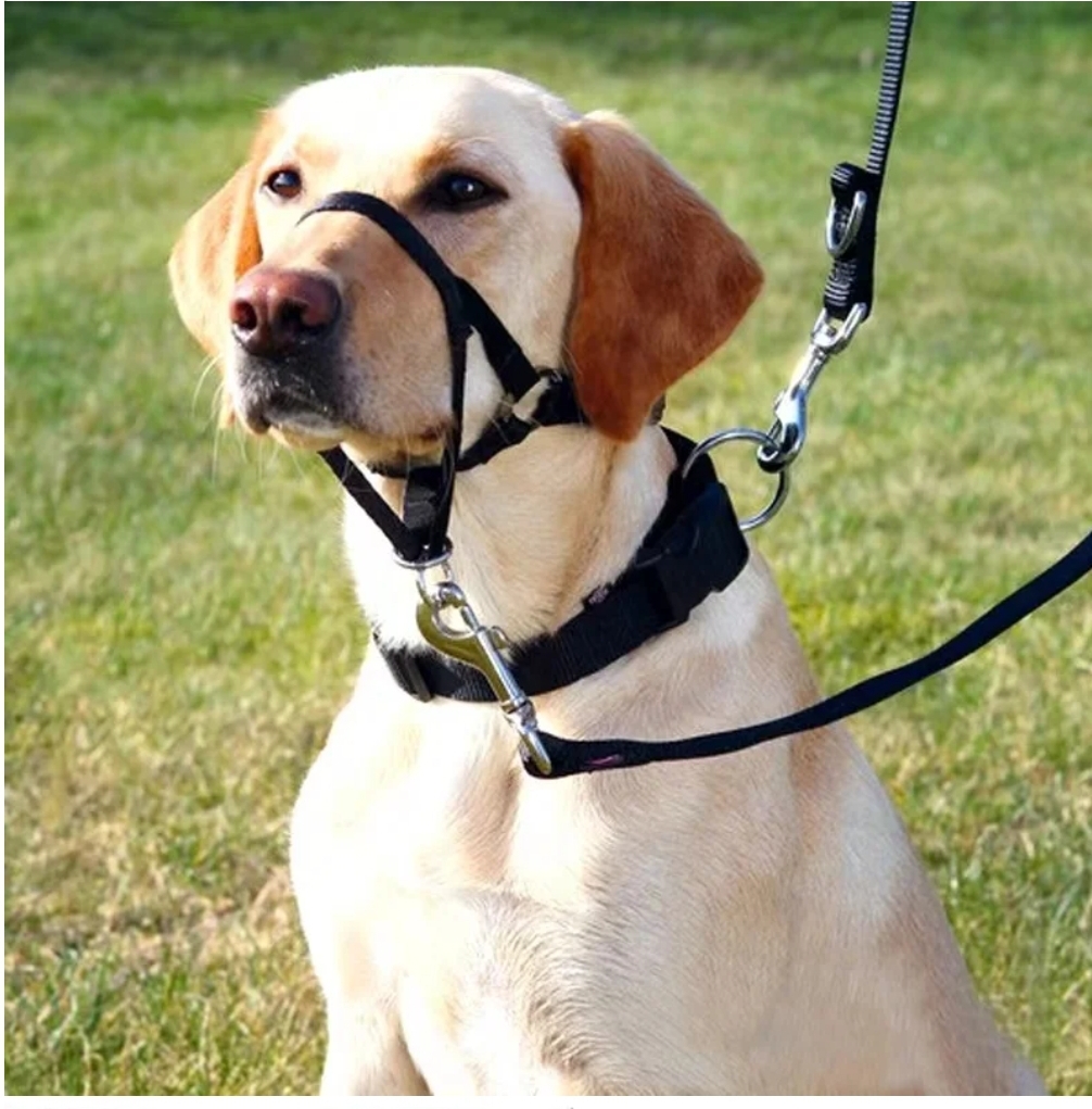 Gentle Leader No Pull Dog Training Collar Collar Gentle Leader No Pull Dog Training Collar - Image 14