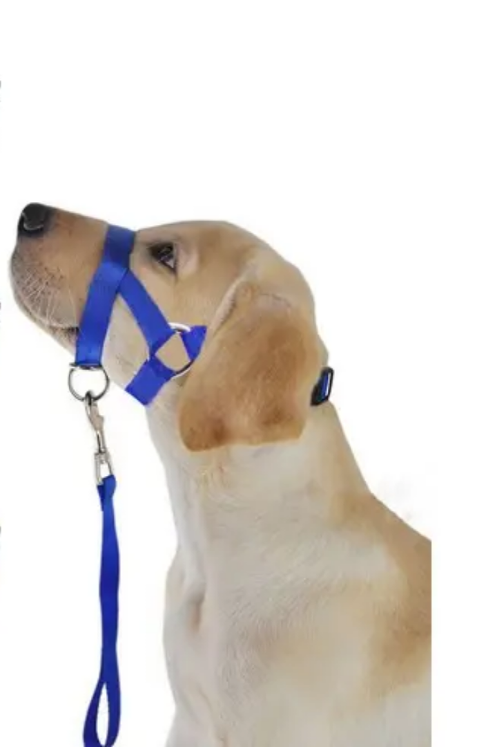 Gentle Leader No Pull Dog Training Collar Collar Gentle Leader No Pull Dog Training Collar