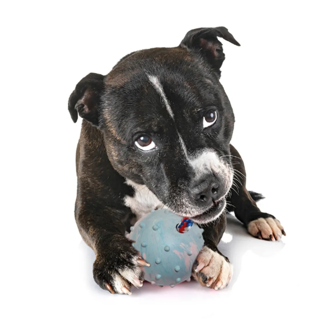 Bite Resistant Interactive Reward Fetch Ball Toy Dog Bite Resistant Interactive Reward Fetch Ball Toy - Image 5